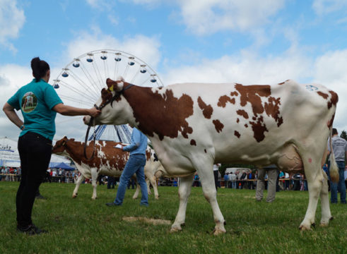 Die Prämiierung der Kühe ist die Tradition schlechthin auf dem Volksfest. Foto: privat